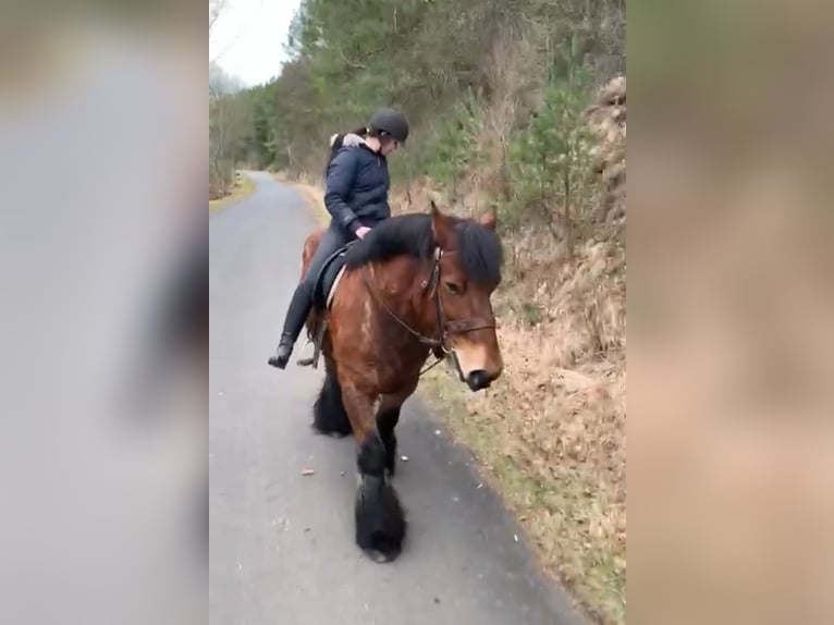 Belga da Tiro Castrone 11 Anni 170 cm in Obertilliach