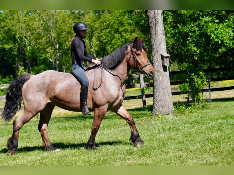 Belga da Tiro Mix Castrone 11 Anni Roano rosso in Tuscarora