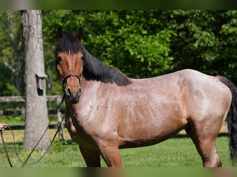 Belga da Tiro Mix Castrone 11 Anni Roano rosso in Tuscarora
