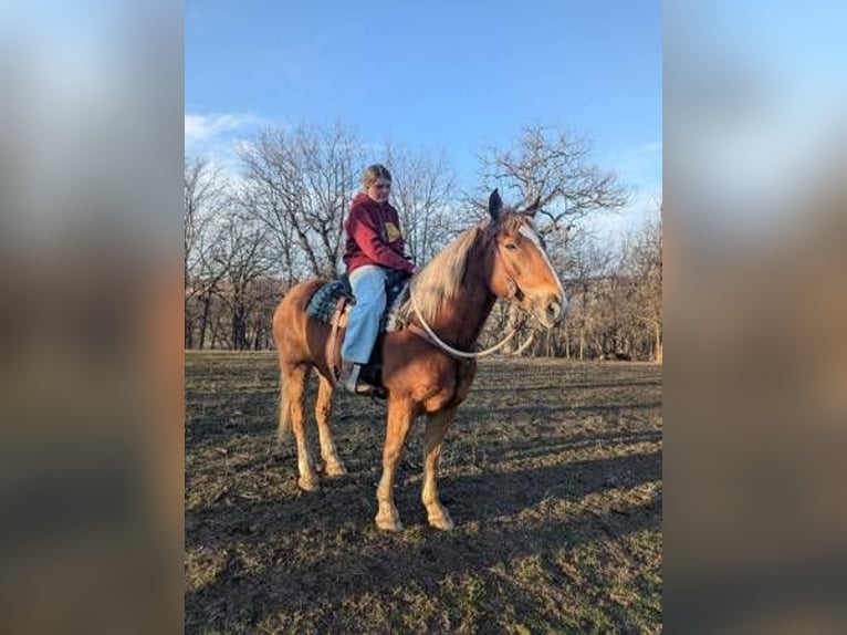 Belga da Tiro Mix Castrone 13 Anni 165 cm Baio in Lawson