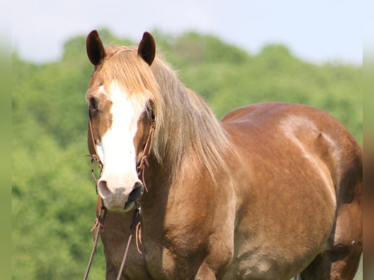 Belga da Tiro Castrone 14 Anni 163 cm Sauro ciliegia in Brodhead KY