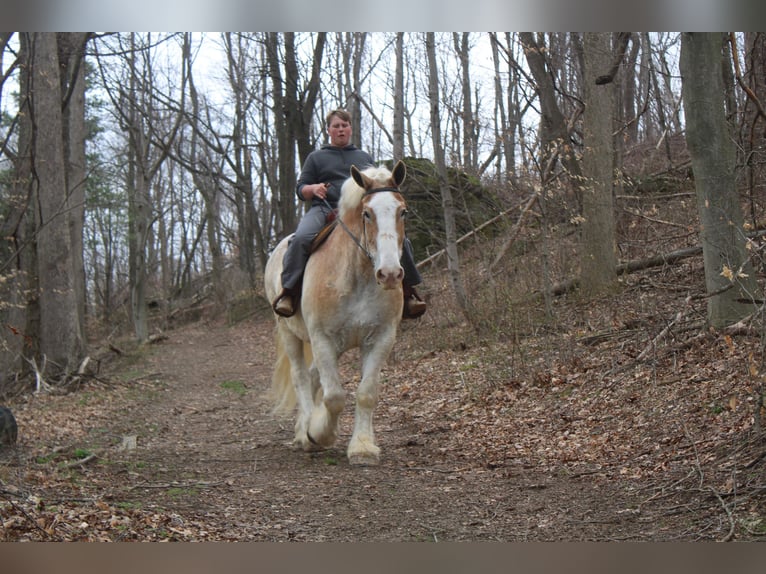 Belga da Tiro Castrone 15 Anni Roano rosso in Millersburg
