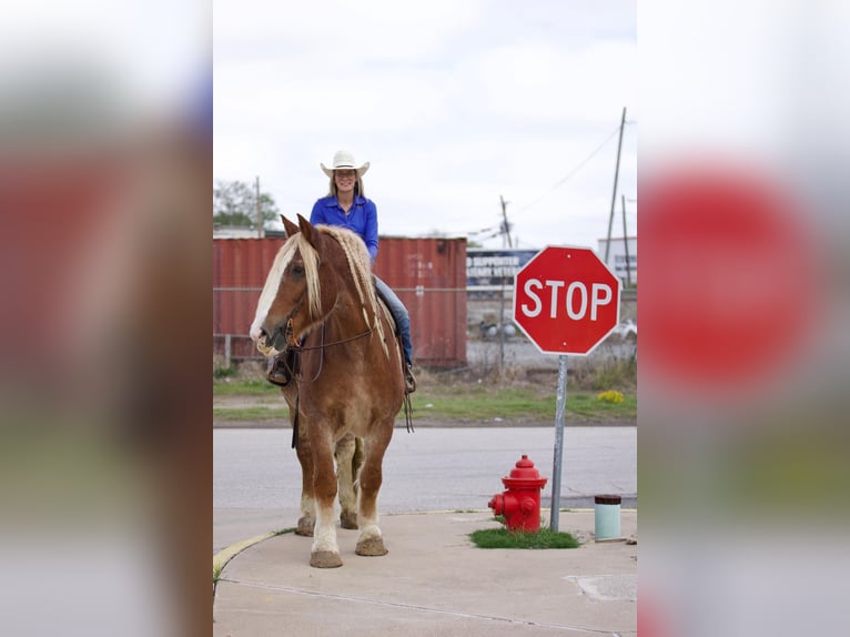 Belga da Tiro Castrone 17 Anni Roano rosso in Huntsville TX