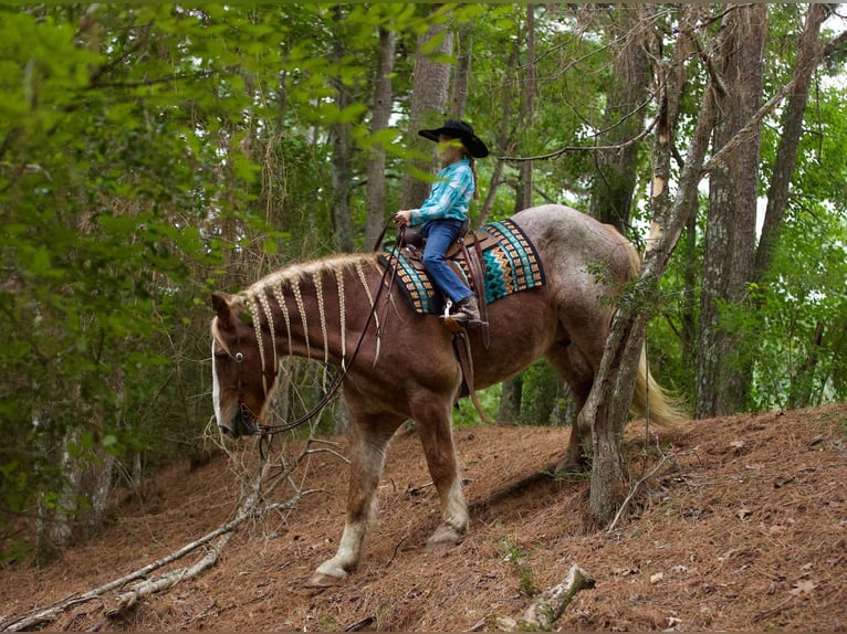 Belga da Tiro Castrone 17 Anni Roano rosso in Huntsville TX