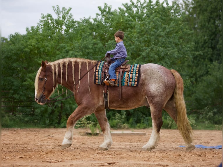 Belga da Tiro Castrone 17 Anni Roano rosso in Huntsville TX