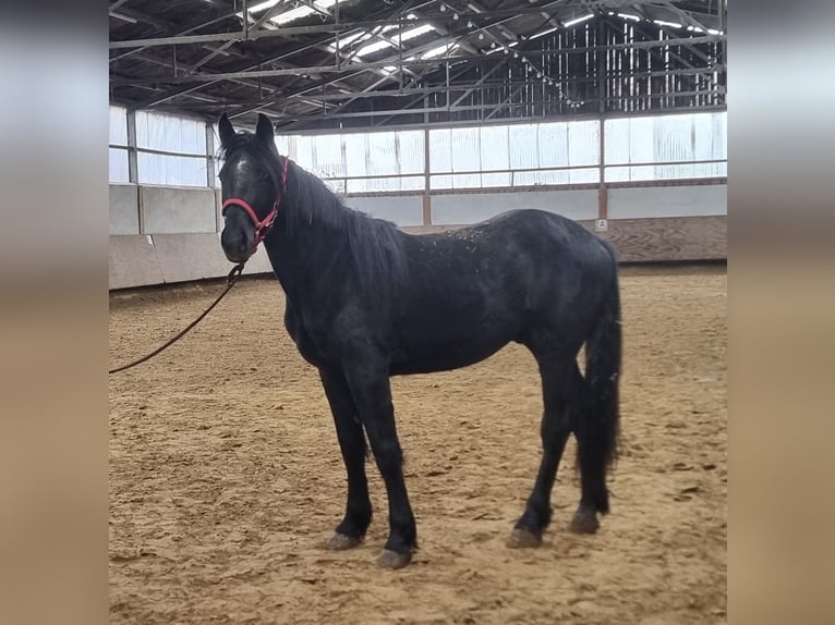 Belga da Tiro Mix Castrone 2 Anni Morello in Kürten