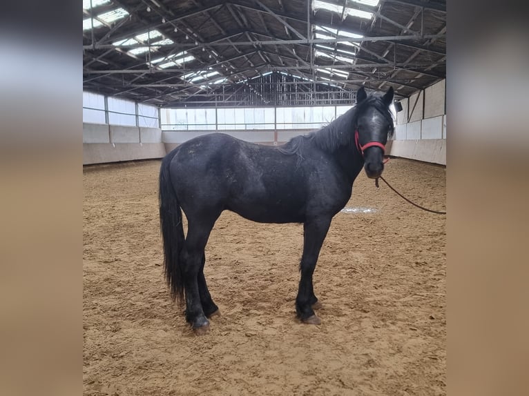 Belga da Tiro Mix Castrone 2 Anni Morello in Kürten