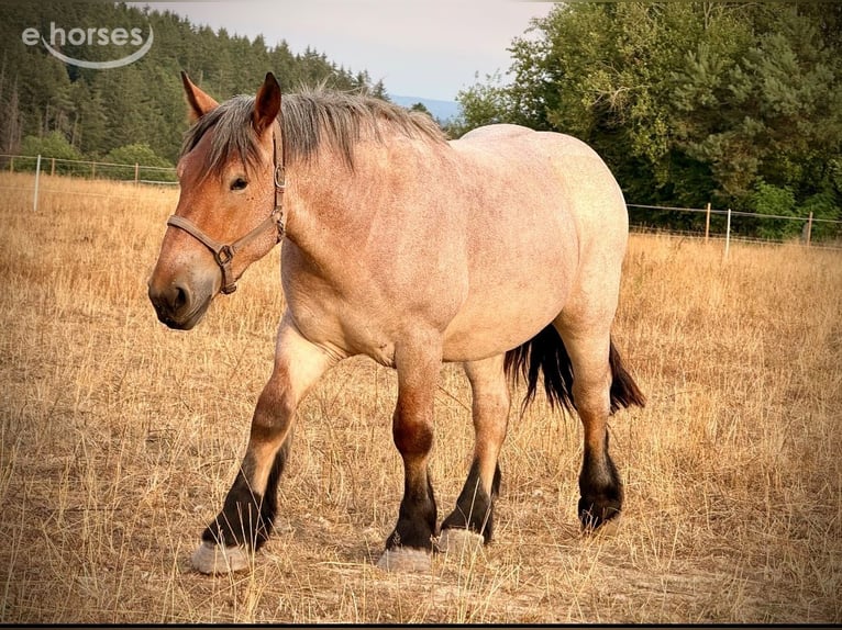 Belga da Tiro Castrone 3 Anni 150 cm Grigio rossastro in Nettersheim