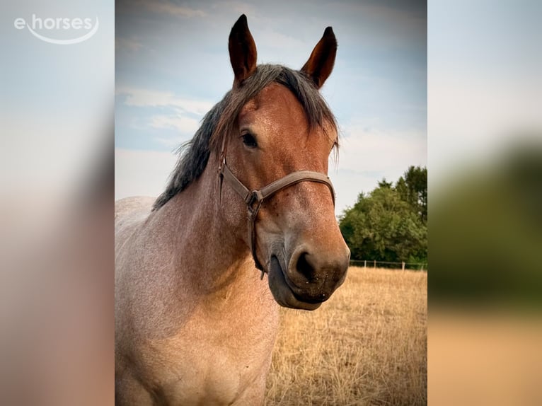 Belga da Tiro Castrone 3 Anni 150 cm Grigio rossastro in Nettersheim