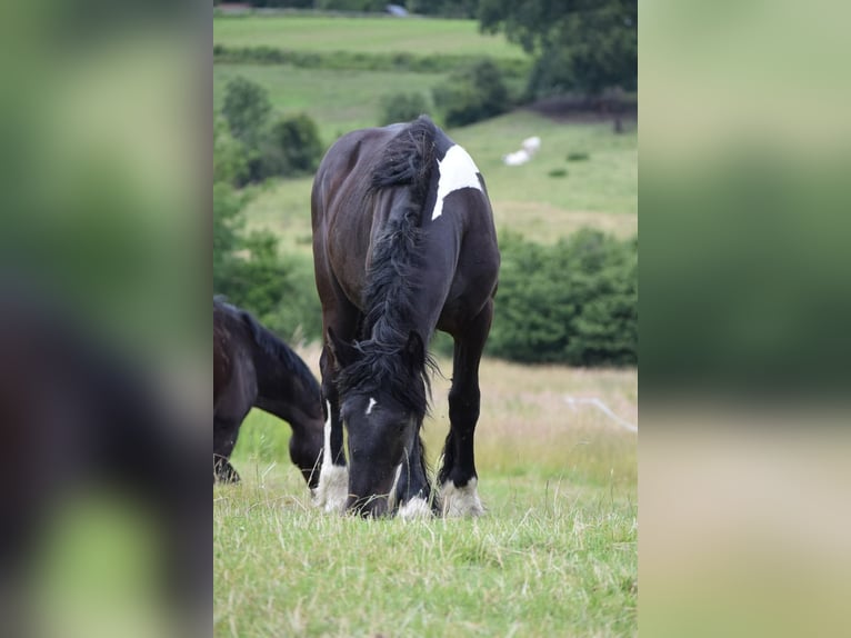 Belga da Tiro Mix Castrone 3 Anni 160 cm Morello in Bergkamen