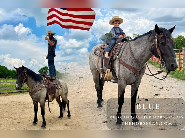 Belga da Tiro Mix Castrone 3 Anni 163 cm Roano blu in Auburn, KY