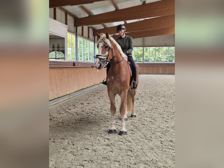 Belga da Tiro Castrone 3 Anni 183 cm in Rosendahl