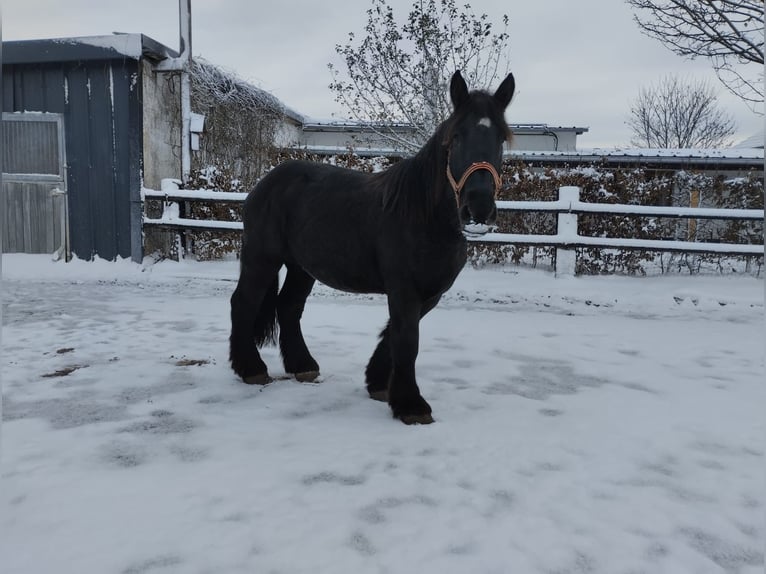 Belga da Tiro Castrone 4 Anni 160 cm Morello in Nettersheim