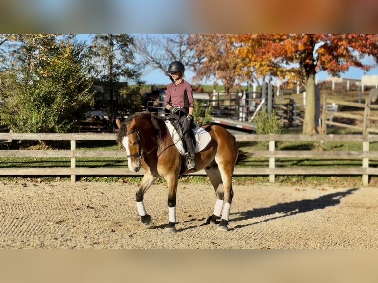 Belga da Tiro Mix Castrone 4 Anni 163 cm Baio ciliegia in Gap