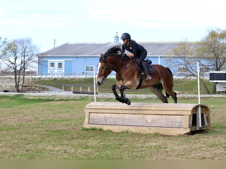 Belga da Tiro Mix Castrone 4 Anni 163 cm Baio ciliegia in Gap