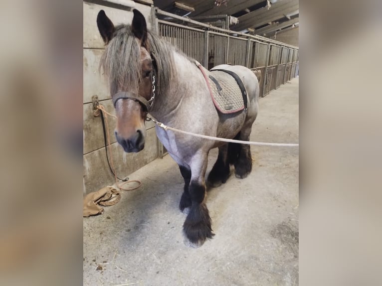 Belga da Tiro Castrone 4 Anni 166 cm Leardo in Ave et Auffe