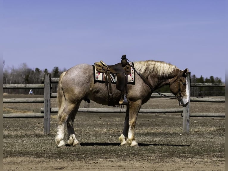 Belga da Tiro Castrone 4 Anni 168 cm in Nevis, MN