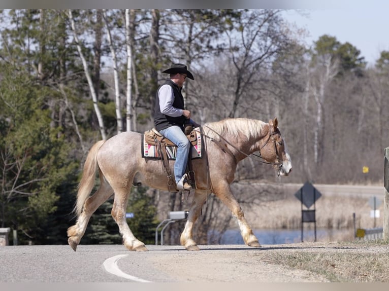 Belga da Tiro Castrone 4 Anni 168 cm in Nevis, MN