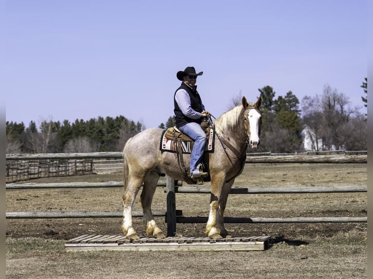 Belga da Tiro Castrone 4 Anni 168 cm in Nevis, MN