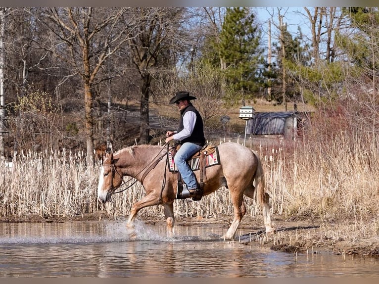 Belga da Tiro Castrone 4 Anni 168 cm in Nevis, MN