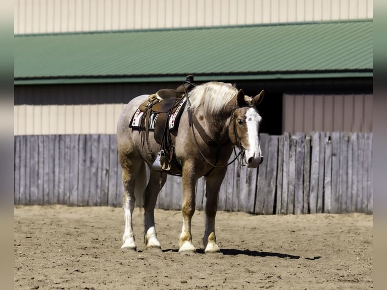 Belga da Tiro Castrone 4 Anni 168 cm in Nevis, MN