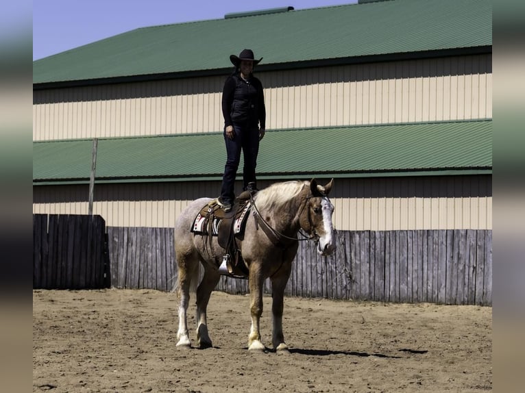 Belga da Tiro Castrone 4 Anni 168 cm in Nevis, MN