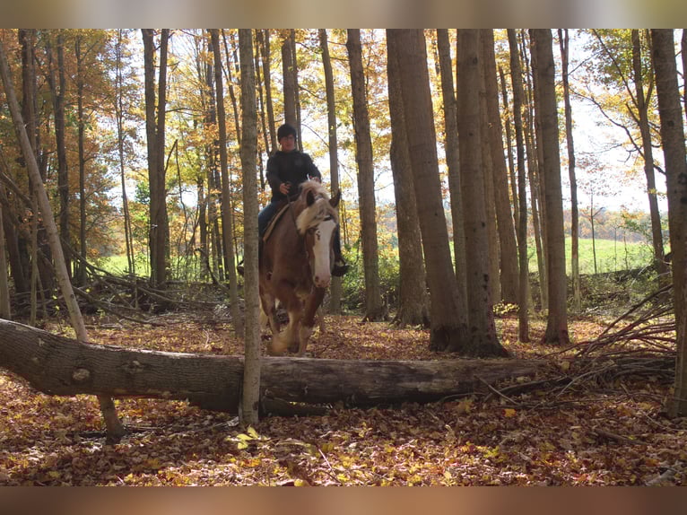 Belga da Tiro Mix Castrone 4 Anni 173 cm Roano rosso in Millersburg
