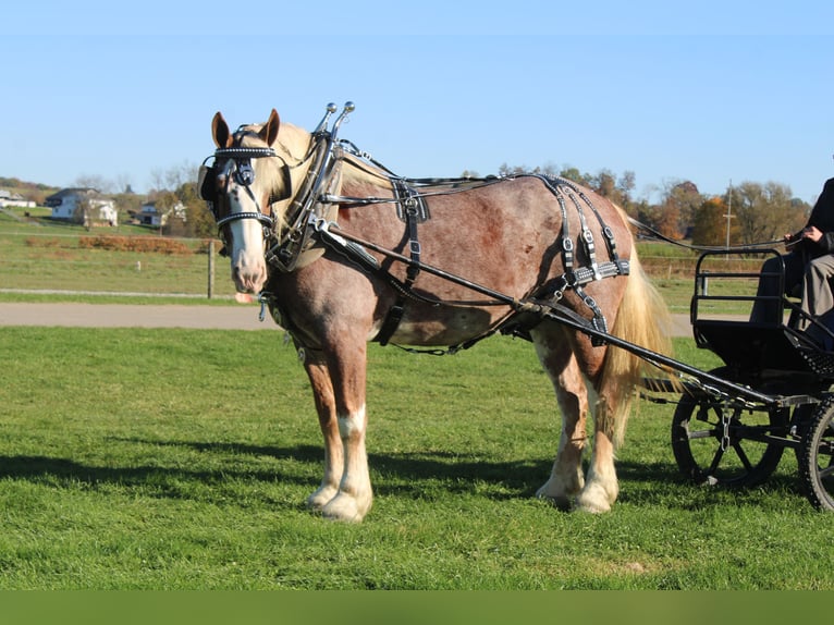 Belga da Tiro Mix Castrone 4 Anni 173 cm Roano rosso in Millersburg