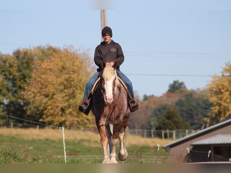 Belga da Tiro Mix Castrone 4 Anni 173 cm Roano rosso in Millersburg