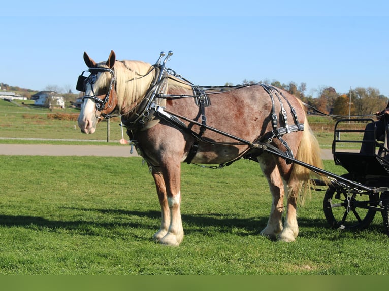 Belga da Tiro Mix Castrone 4 Anni 173 cm Roano rosso in Millersburg