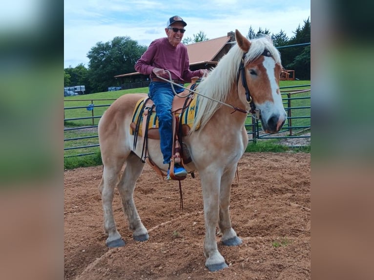 Belga da Tiro Castrone 4 Anni 173 cm Sauro scuro in Decatur