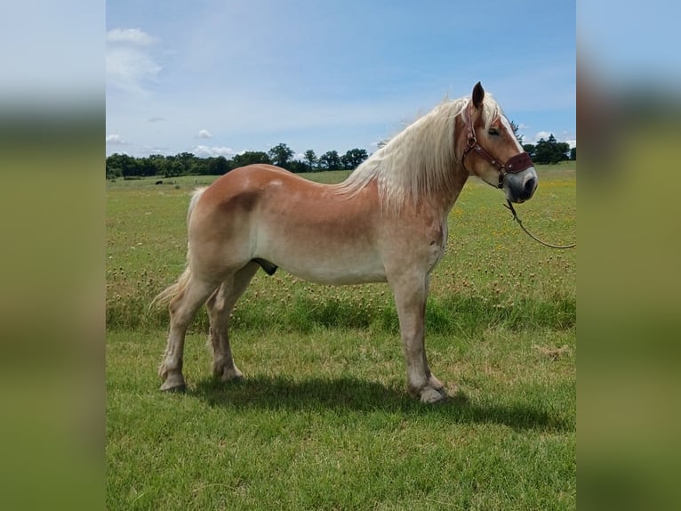 Belga da Tiro Castrone 4 Anni 173 cm Sauro scuro in Decatur