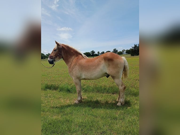 Belga da Tiro Castrone 4 Anni 173 cm Sauro scuro in Decatur
