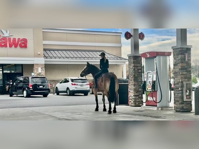 Belga da Tiro Mix Castrone 5 Anni 163 cm Baio ciliegia in Gap`