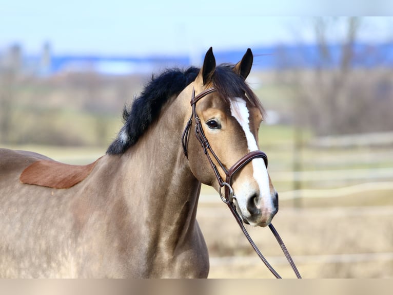 Belga da Tiro Mix Castrone 5 Anni 163 cm Baio ciliegia in Gap`