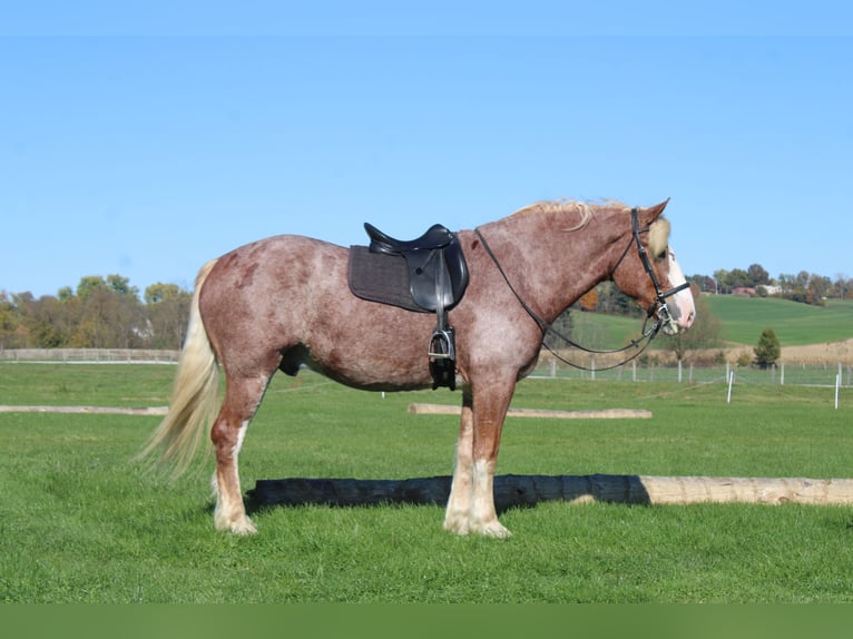 Belga da Tiro Mix Castrone 5 Anni 173 cm Roano rosso in Millersburg