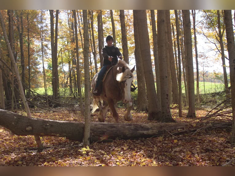 Belga da Tiro Mix Castrone 5 Anni 173 cm Roano rosso in Millersburg