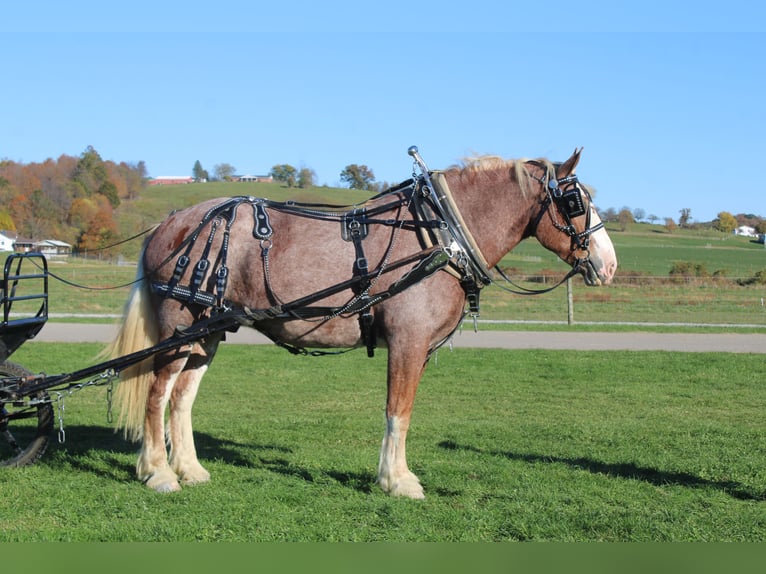 Belga da Tiro Mix Castrone 5 Anni 173 cm Roano rosso in Millersburg