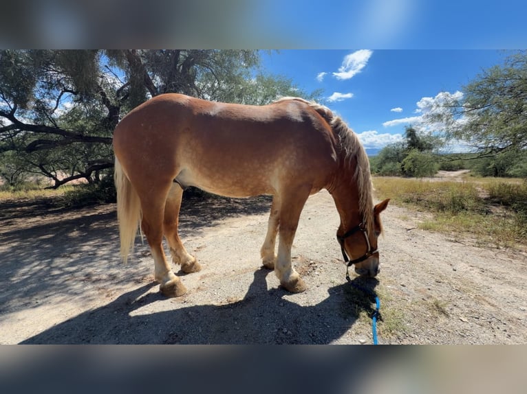 Belga da Tiro Castrone 5 Anni 173 cm Sauro ciliegia in Benson