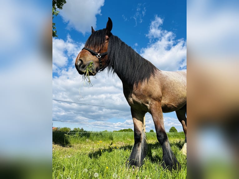 Belga da Tiro Mix Castrone 5 Anni 180 cm Falbo baio in Duderstadt