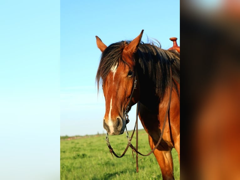 Belga da Tiro Mix Castrone 5 Anni Baio ciliegia in Merrill