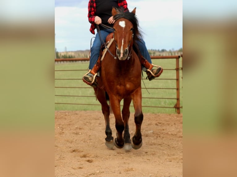 Belga da Tiro Mix Castrone 5 Anni Baio ciliegia in Merrill