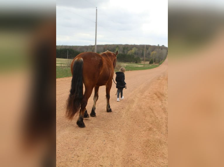Belga da Tiro Mix Castrone 5 Anni Baio ciliegia in Merrill