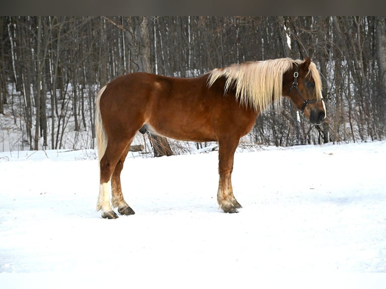 Belga da Tiro Mix Castrone 6 Anni 155 cm Sauro ciliegia in Warsaw