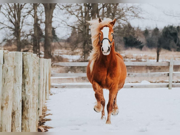 Belga da Tiro Castrone 6 Anni 165 cm Sauro scuro in Howell MI