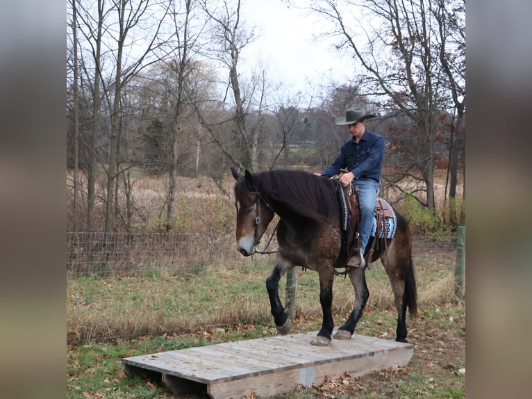 Belga da Tiro Mix Castrone 6 Anni 168 cm Pelle di daino in Howell
