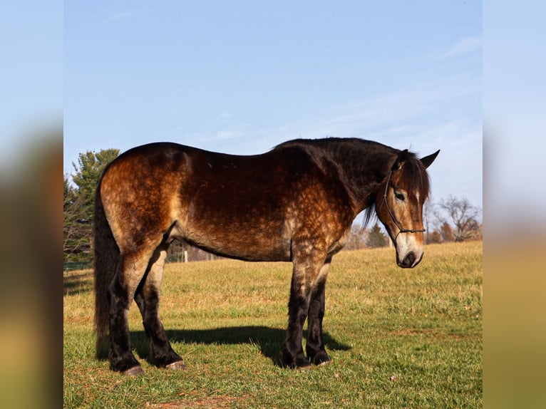 Belga da Tiro Mix Castrone 6 Anni 168 cm Pelle di daino in Howell