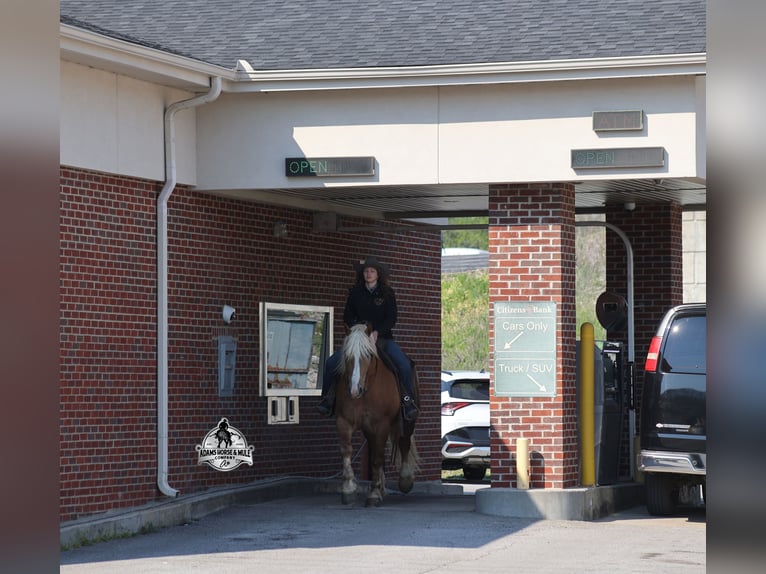 Belga da Tiro Castrone 6 Anni Palomino in Mount Vernon