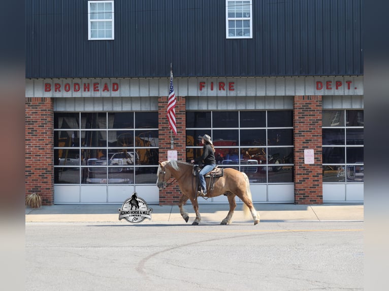 Belga da Tiro Castrone 6 Anni Palomino in Mount Vernon