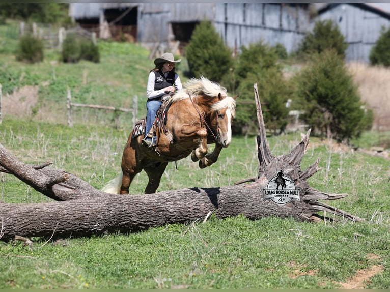 Belga da Tiro Castrone 6 Anni Palomino in Mount Vernon